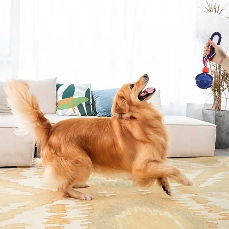 Toy Ball For Your Waggin' Wonder